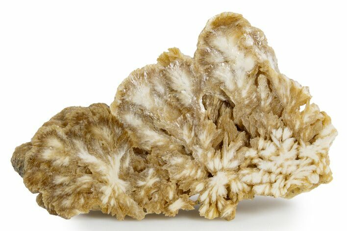 Polished Barite With Pyrite - Lubin Mine, Poland #346195